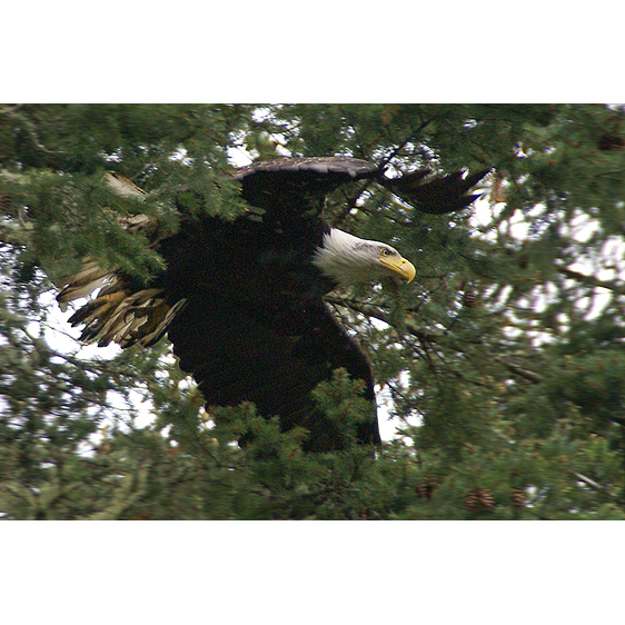 Bald Eagle | San Juan Islands, Washington