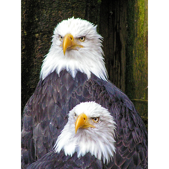 Bald Eagle Pair | Ketchikan, Alaska