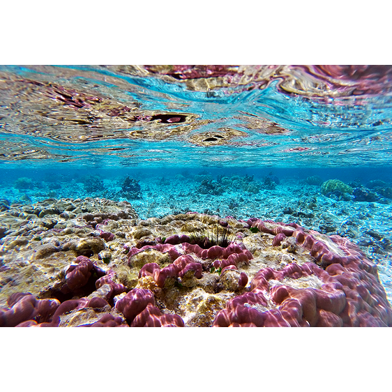 Reef | Bora Bora, French Polynesia