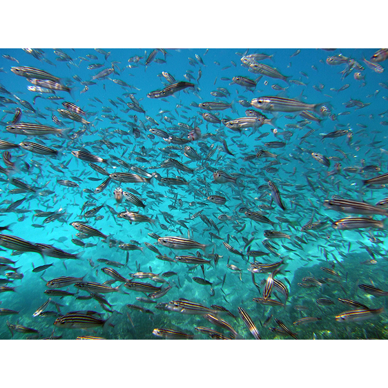 School of Fish | Galapagos Islands