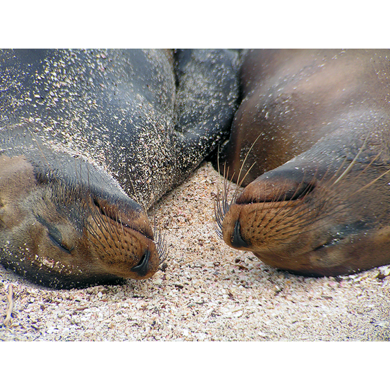 Galapagos Seals | Galapagos Islands