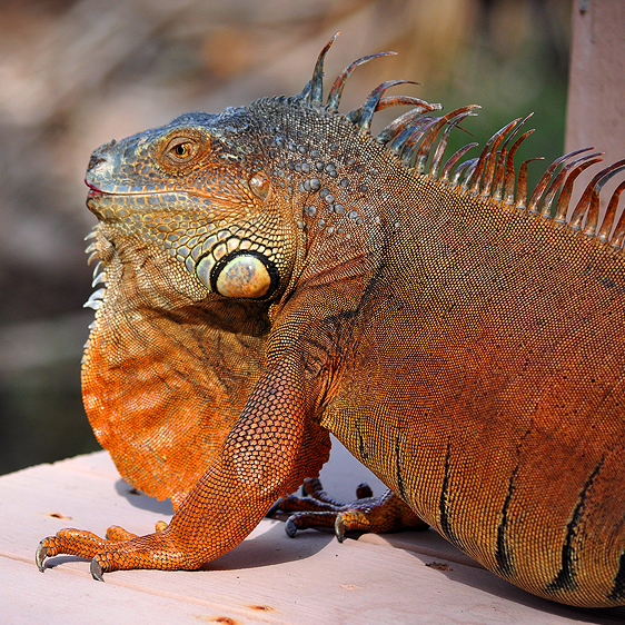 Wild Iguana | Jupiter, Florida
