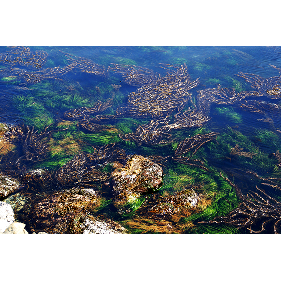 Kelp Bed | Washington Coast