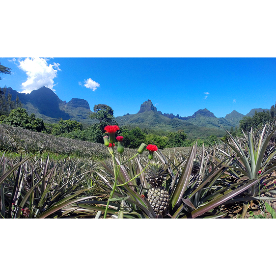 Pineapple Field | Moorea, French Polynesia