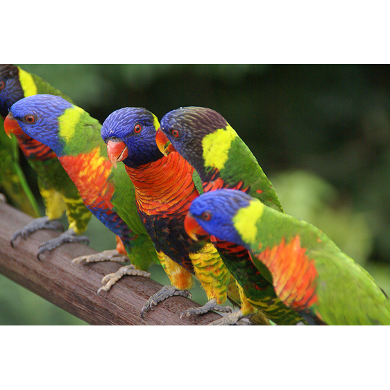 Parrots | Singapore