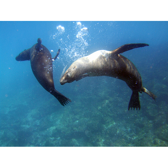 Playful Seals | Galapagos Islands