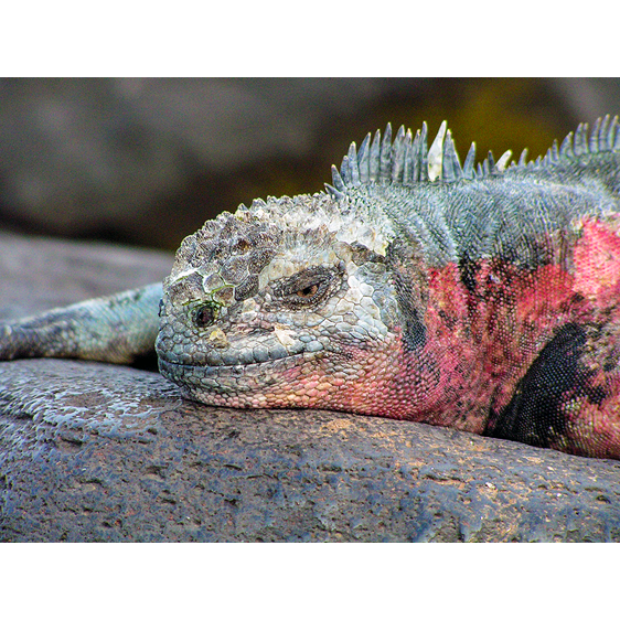 Red Marine Iguana | Galapagos Islands