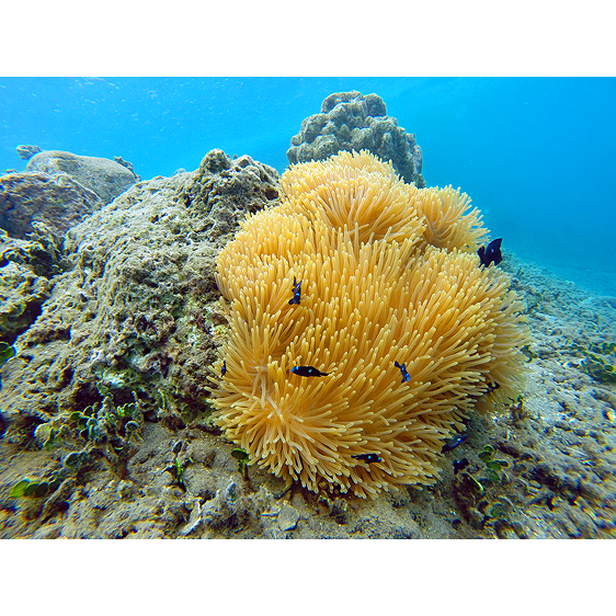 Sea Anenome | French Polynesia