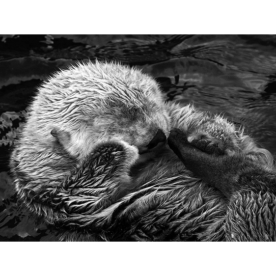 Sea Otter | Vancouver, BC