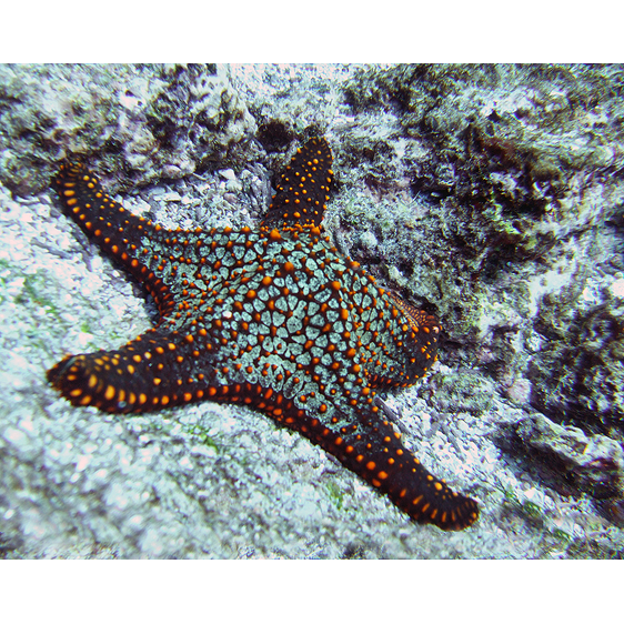 Sea Star | Galapagos Islands